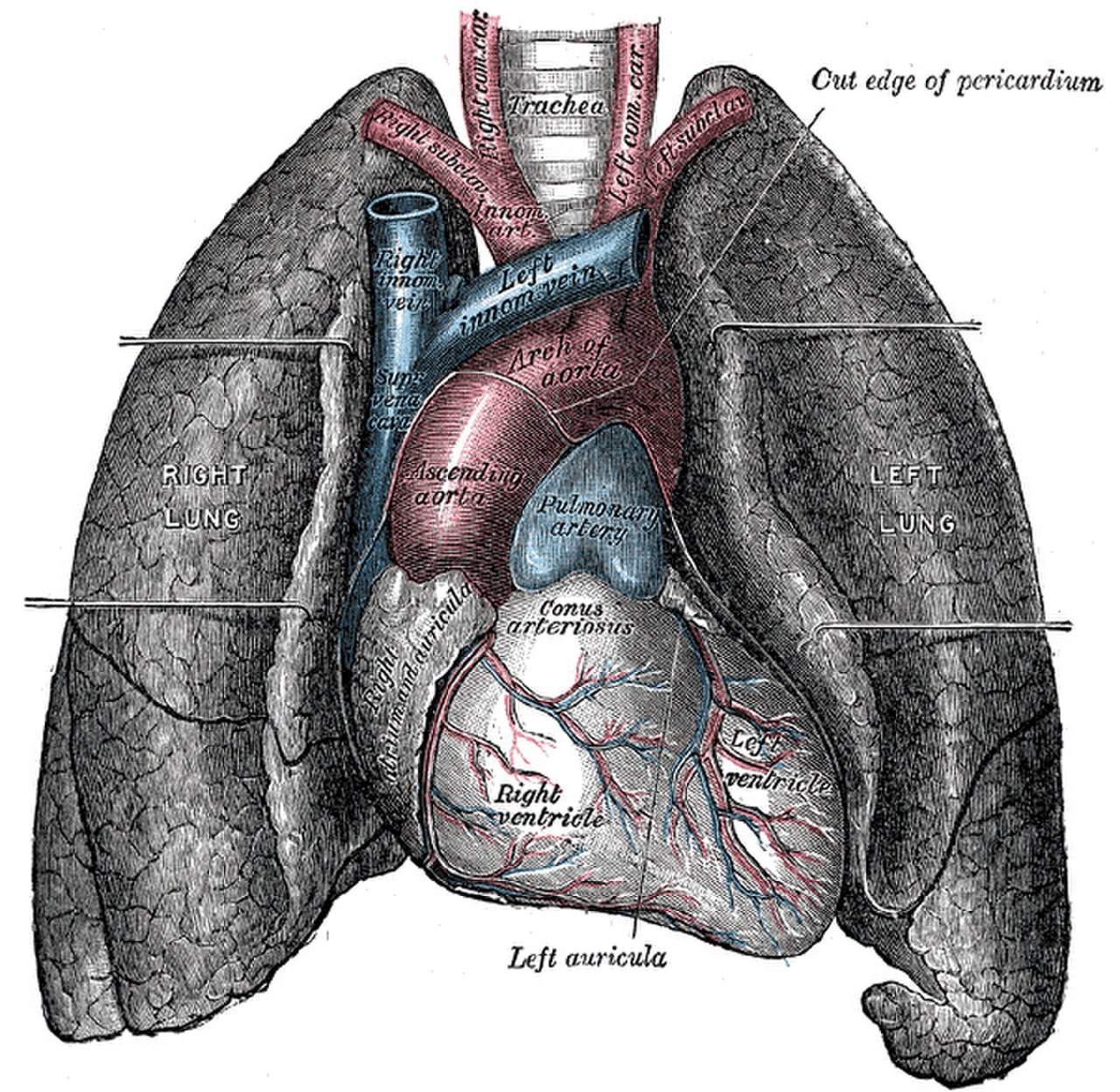 肺構造et開発