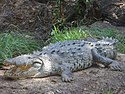 Large american crocodile.jpg