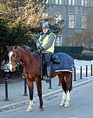A mounted man in a blue uniform on a dark brown horse