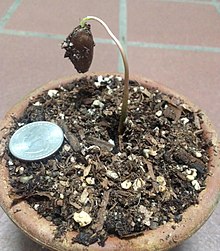 An indoor A. triloba plant just a few days after the first signs on life became visible from the top soil; it could be 'Mango' or 'Taytwo' variety.