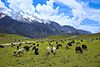 Meadows of Chitral Gol National Park; Tahsin Shah 03.jpg