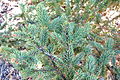 Picea asperata - Quarryhill Botanical Garden - DSC03608.JPG