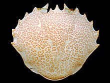 A convex oval-shaped piece of shell, covered with fine orange-pink markings: the front edge is lined with 13 coarse serrations, while the rear edge is smooth.