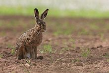 Hare on cultivated ground. The intensification of agricultural practices has caused a decline in their populations.
