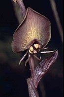 Flower of Corsia ornata
