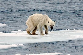 An emaciated polar bear stands atop the remains of a melting ice floe.
