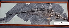 Skeleton of an icthyosaur in side view
