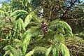 Picea spinulosa kz04.jpg