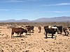 Raramuri Criollo Bulls at the Jornada Experimental Range, NM.jpg