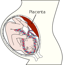 Placenta.svg