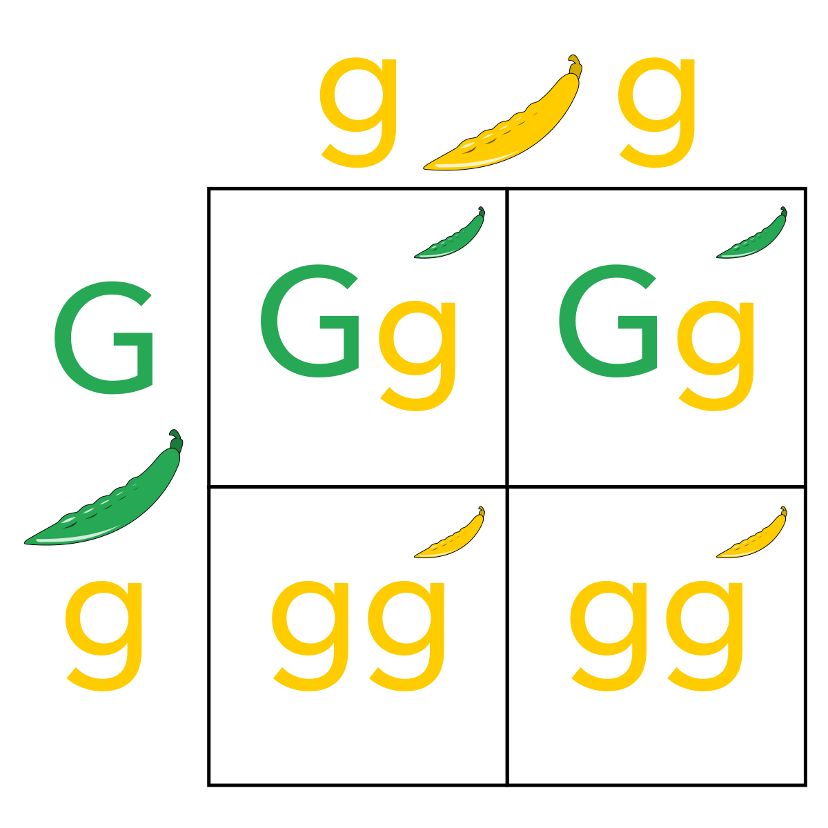 مربع الجين يمثل الكبير بانيت r في المتنحي الحرف ما الطرز