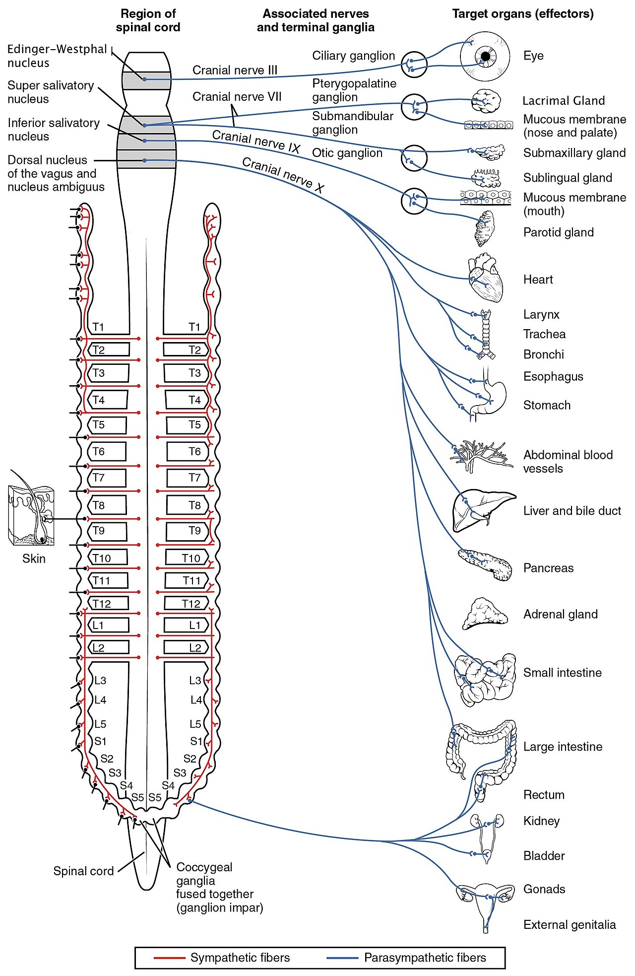 الجهاز العصبي هو المسئول عن التواصل بين أجزاء الجسم