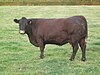 Sussex cow 4.JPG