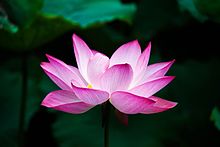Photograph of the pink lotus flower