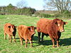 South Devon cattle.JPG