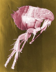Flea Scanning Electron Micrograph False Color.jpg