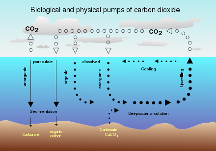 يجري تبادل كثير من ثاني اكسيد الكربون بين الغلاف الحيوي والغلاف الجوي