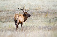 Photograph of a bull elk in grassland