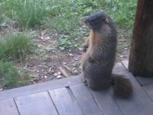 File:Adult marmot whistling.ogv