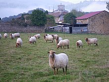 Sheep on a farm