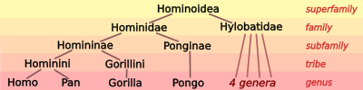 Hominoid taxonomy 7.svg