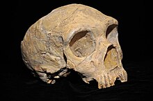 Three—quarter view of the mostly intact skull of a Neanderthal female
