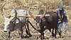 Raya oxen at ploughing.jpg